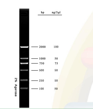 scala del DNA del corredo di PCR del gel di agarosio dell'indicatore del DNA 2000bp per ricerca