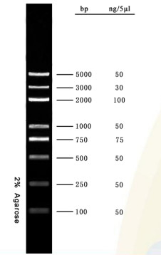 Scala 5000bp del DNA del corredo di PCR del gel di agarosio dell'indicatore del DNA per le prove di biologia molecolare di ricerca